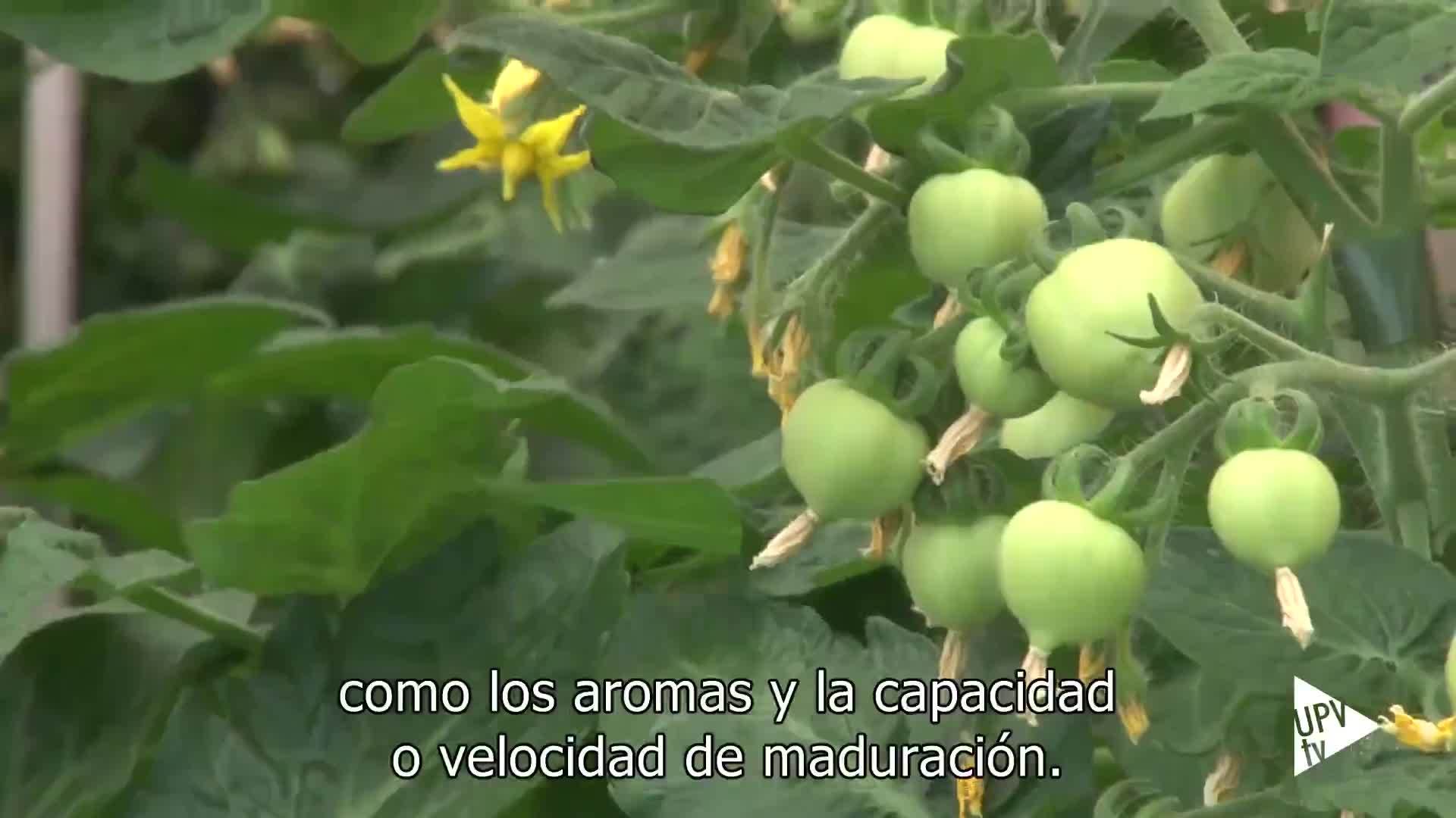 21-05-2021 Nuevo mecanismo para controlar la maduración del tomate