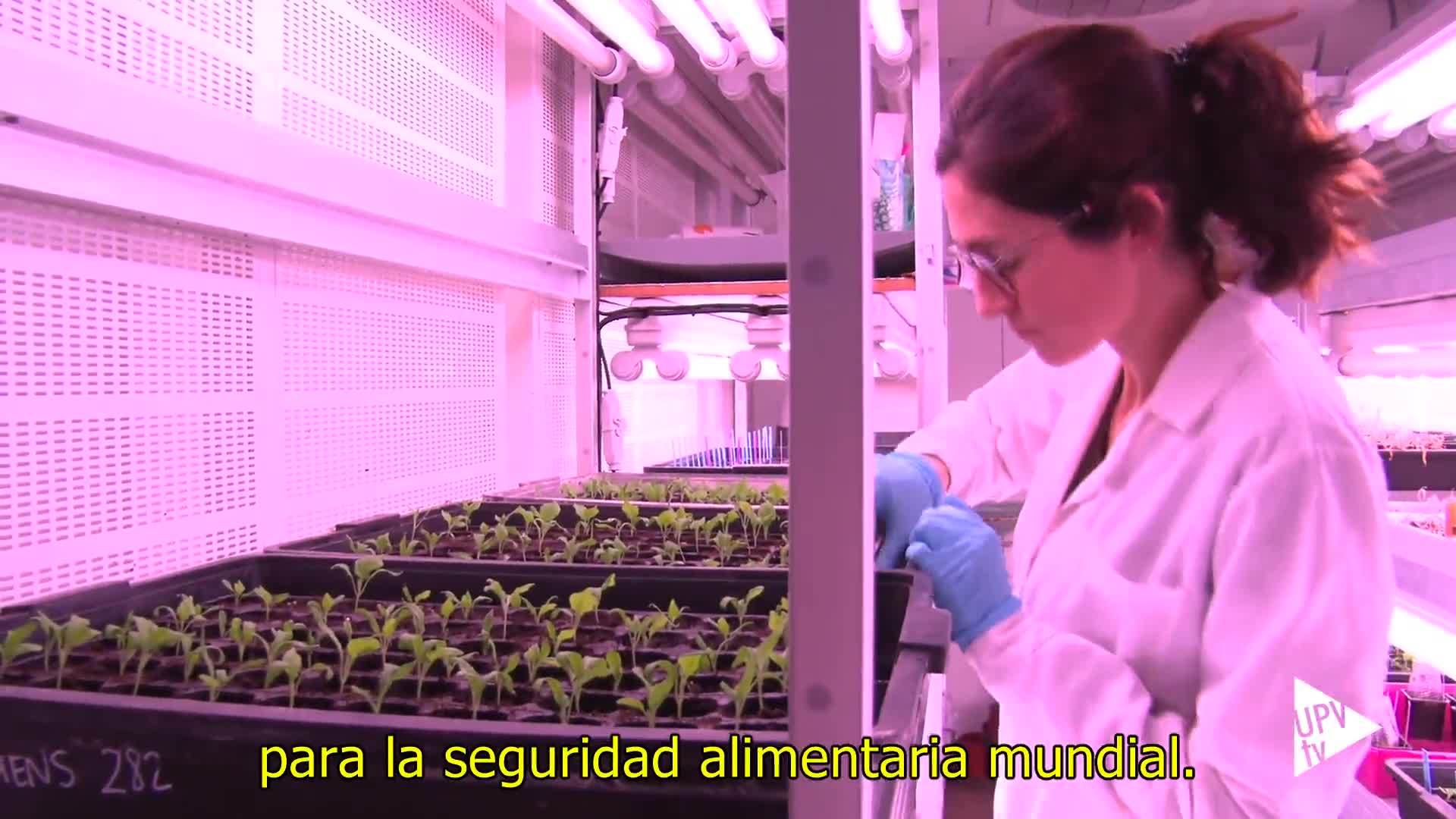 28-02-2020 Berenjenas resistentes al cambio climático