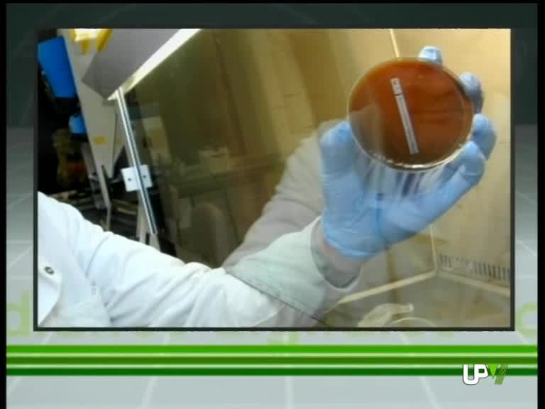 28-01-2011 UPV Noticias