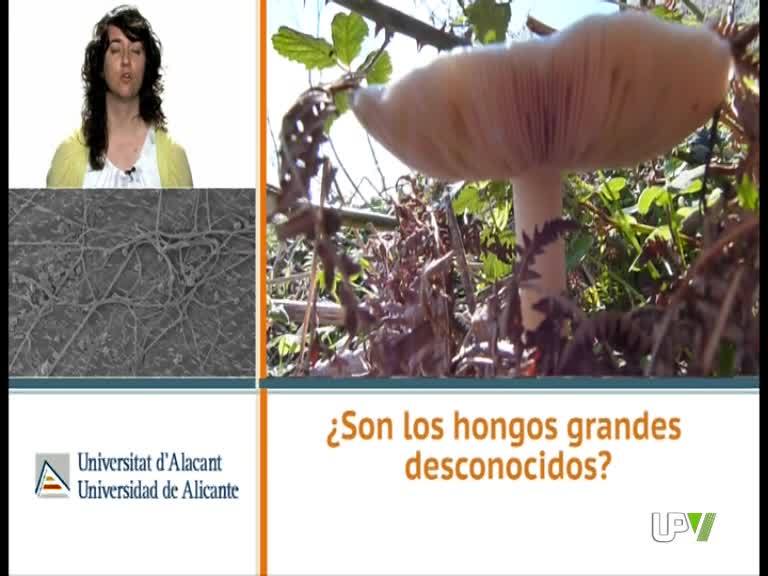 03-07-2013 [45] Son los hongos grandes desconocidos. Berenice Güerri [Investigadora grupo Fitopatología del IMEM de la Universidad de Alicante]