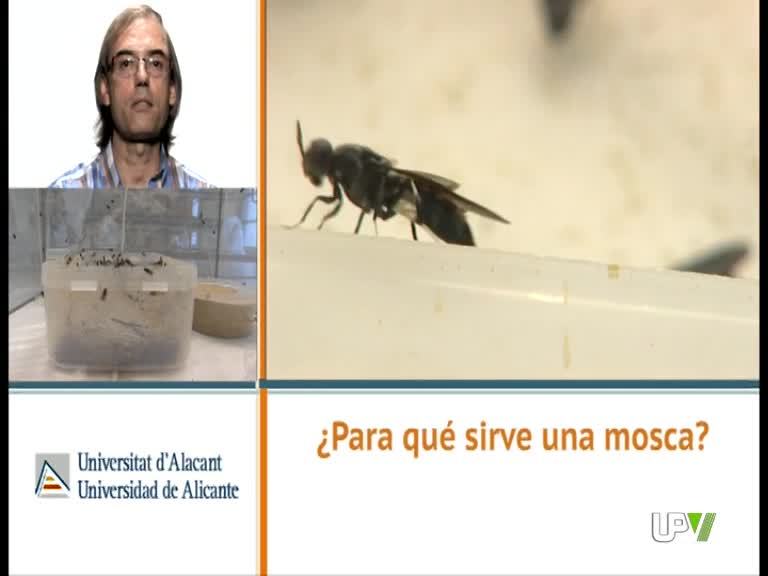 06-07-2013 [48] Para que sirve una mosca. Santos Rojo [Ciencia Ambientales y Recursos Naturales de la Universidad de Alicante]