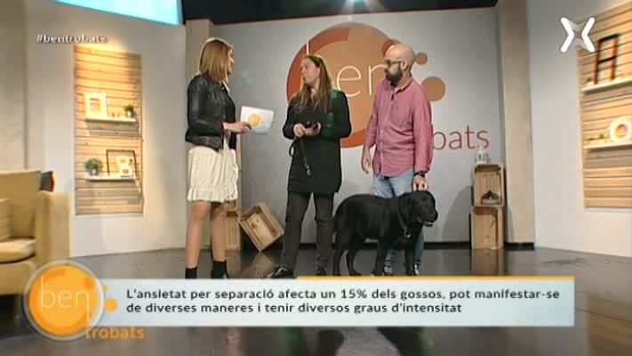 Ansietat per separació