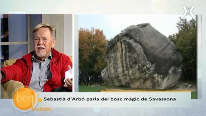 El bosc dels druides