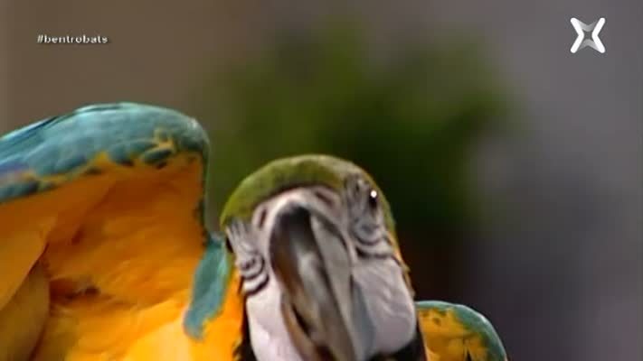 Guacamais