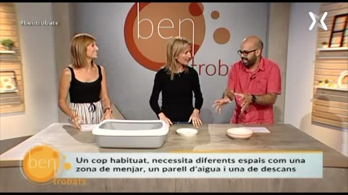 L'arribada del gat a casa