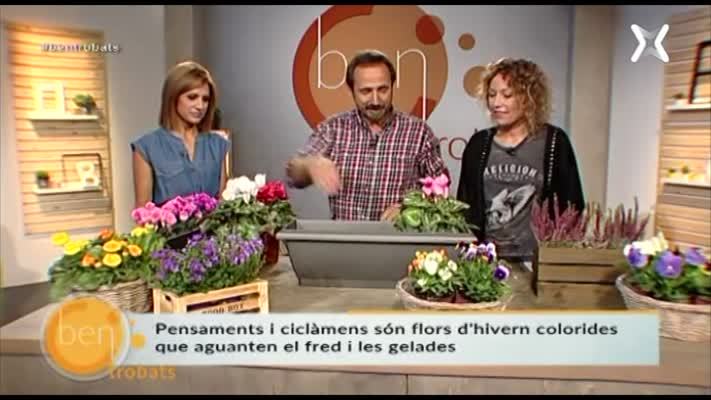 Les primeres flors d'hivern