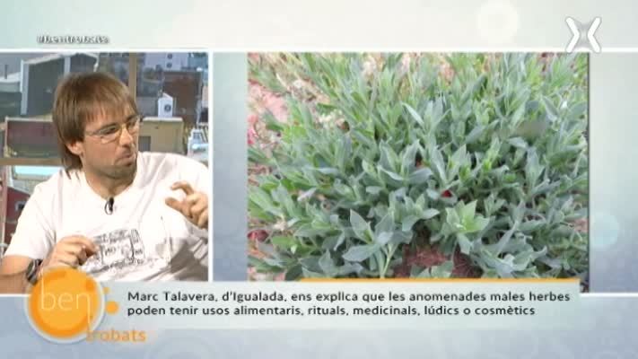 Marc Talavera