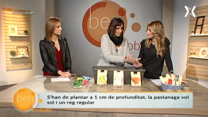 Plantar pastanagues