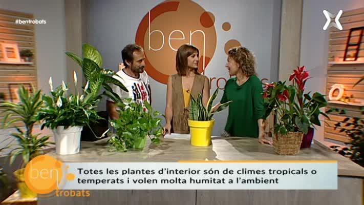 Plantes d'interior