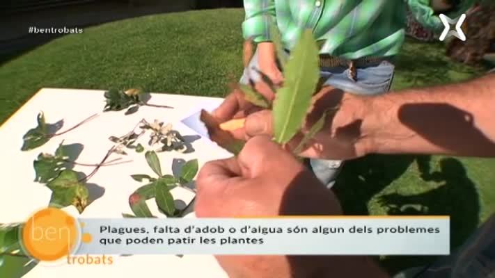 Plantes malaltes