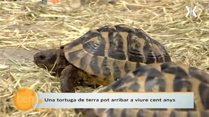 Tortugues