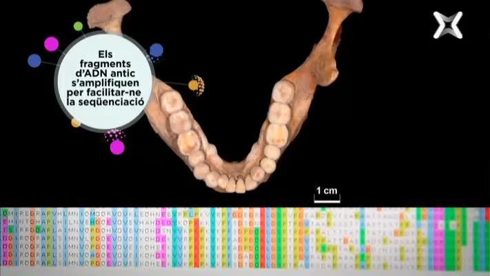 El codi genètic dels nostres avantpassats