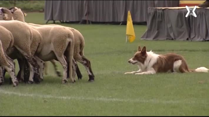 Concurs de Gossos d'Atura de Ribes de Freser