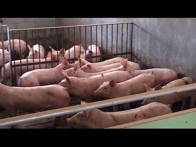 Alimentació dels porcs, Biomassa